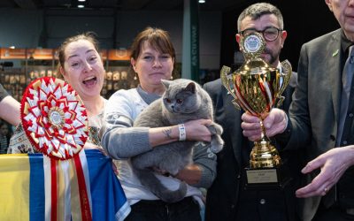 Uimitor! „Ursoaica de Bucovina” cucerește Europa: Cea mai frumoasă pisică e din România