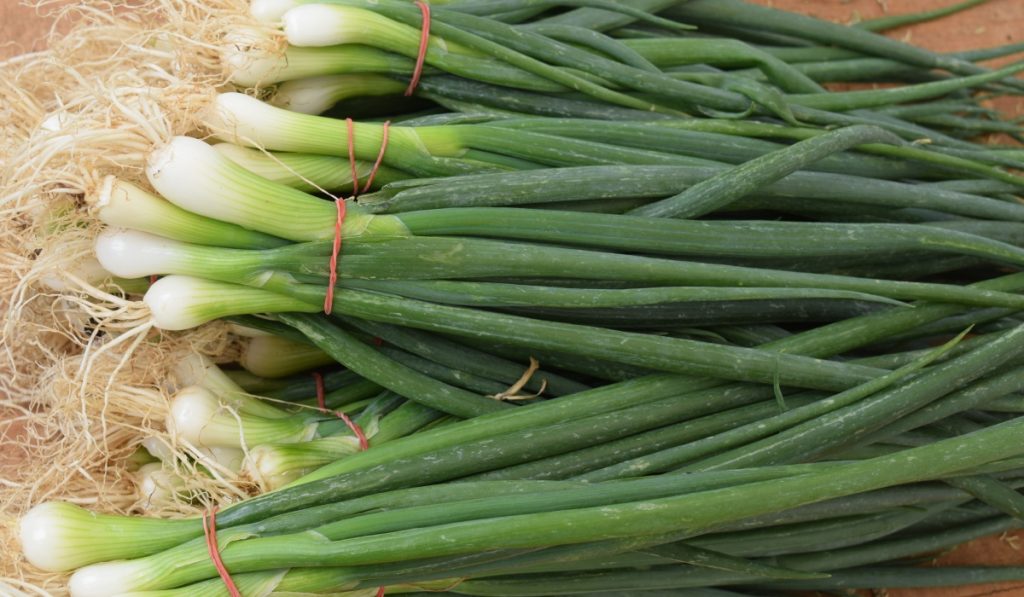 Ceapă verde în pahar: Trucul genial, fără pământ!