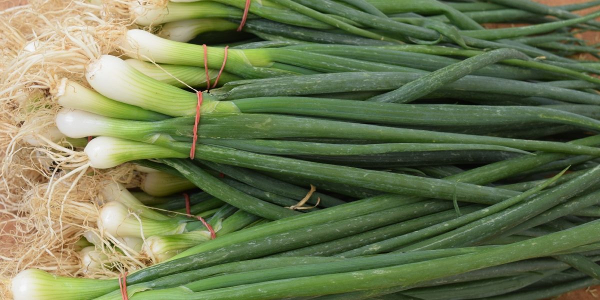 Cum-sa-cresti-ceapa-verde-in-pahar-fara-pamant-si-fara-efort.jpg - JurnalUrban