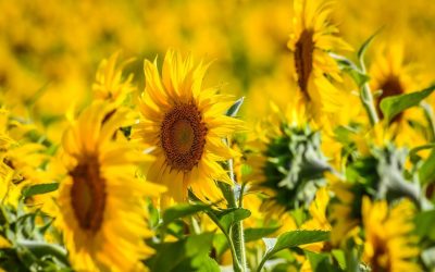 România, lider la floarea soarelui: Depășește Franța, record istoric în UE