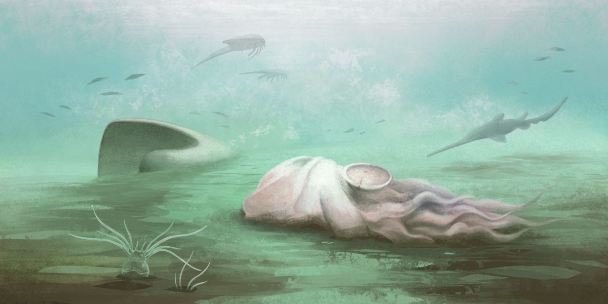 Fosila „celei mai bătrâne caracatițe”, o farsă: Scanările au demolat mitul