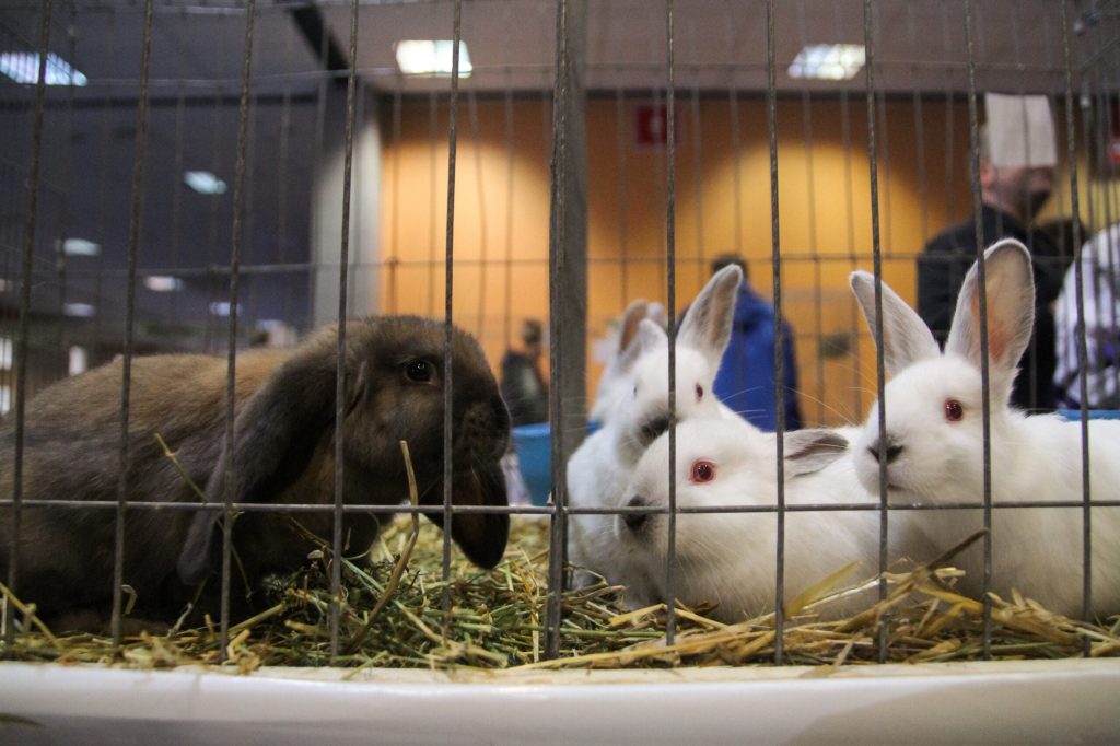 Iepurașii abandonați după Paște: Specialiștii, apel pentru adopție responsabilă