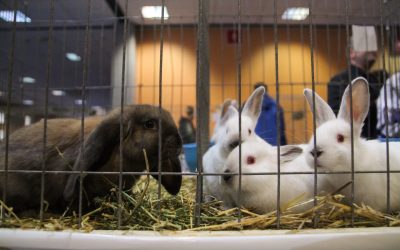 Iepurașii abandonați după Paște: Specialiștii, apel pentru adopție responsabilă