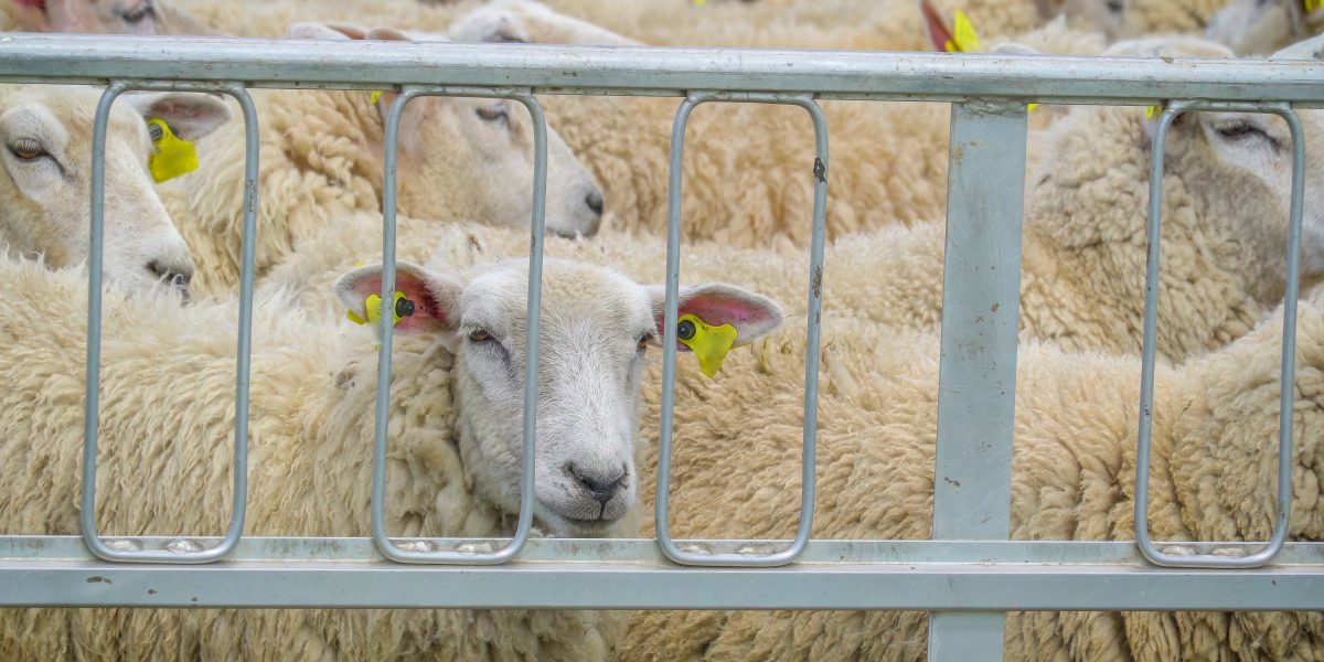 Jmhhc2g9ZDJkMGM3NDY0MThlMzJlNGYzZjhkOTE2ZTY5YmM1NDE.thumb_.jpg - JurnalUrban