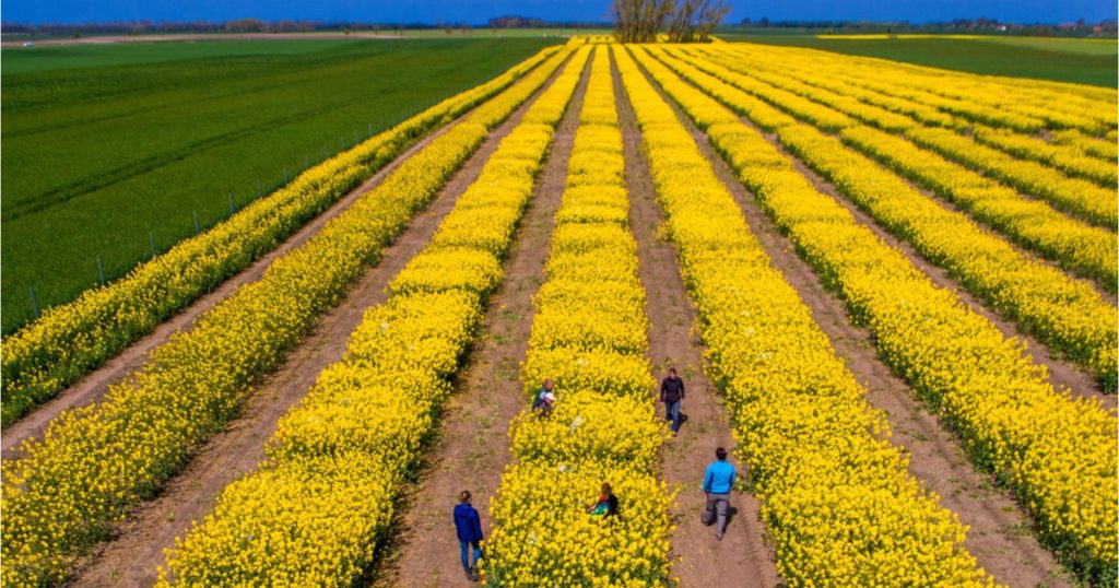 Tensiuni SUA-Iran: Piețe agricole în criză. România, ferită de penuria alimentară, spune Cezar Gheorghe