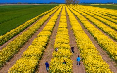 Tensiuni SUA-Iran: Piețe agricole în criză. România, ferită de penuria alimentară, spune Cezar Gheorghe