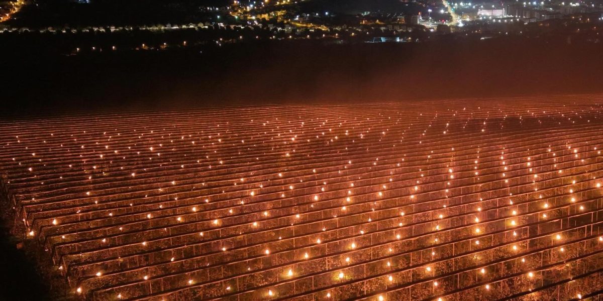 În Cluj, fermierii au ars 40.000 de euro pentru a salva cireșii de ger