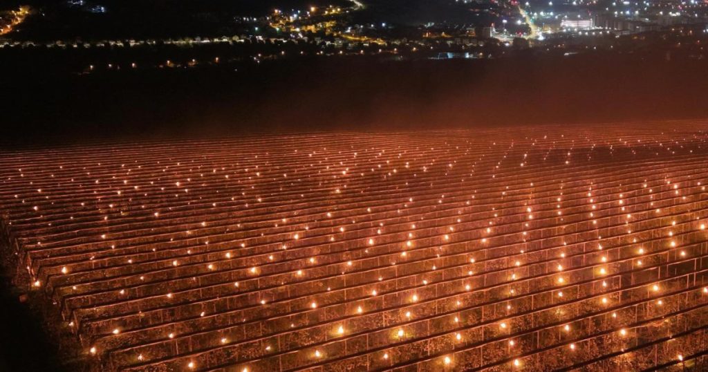 Cireșele, un lux: Pompierii agricoli au ars 40.000 de euro ca să le salveze