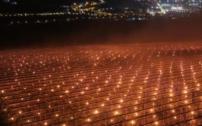 Cireșele, un lux: Pompierii agricoli au ars 40.000 de euro ca să le salveze