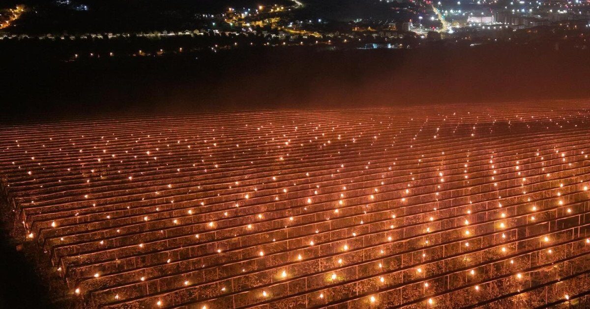 Cireșele, un lux: Pompierii agricoli au ars 40.000 de euro ca să le salveze