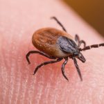 Noua-arma-impotriva-capuselor-Ce-au-descoperit-oamenii-de-stiinta-francezi.jpg - JurnalUrban