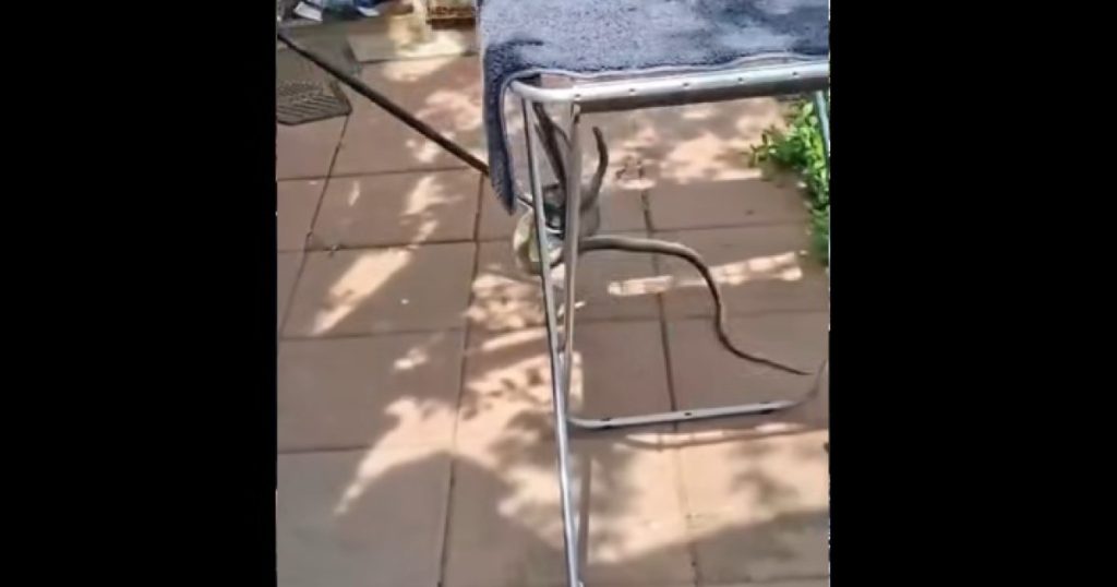 Șarpe de 2 metri, SURPRIZĂ în casa unei femei din Galați: A sunat la 112