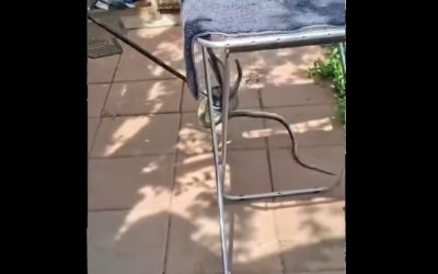 Șarpe de 2 metri, SURPRIZĂ în casa unei femei din Galați: A sunat la 112