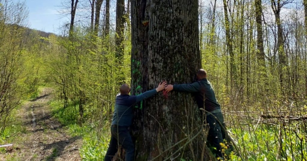 Diana BUZOIANU salvează copacii seculari de la Iași: „Abori pentru biodiversitate!”