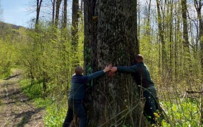 Diana BUZOIANU salvează copacii seculari de la Iași: „Abori pentru biodiversitate!”