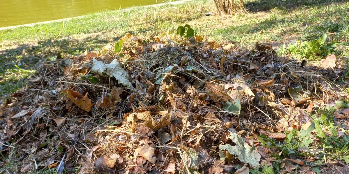 Parcul-Cismigiu-7.jpeg - JurnalUrban