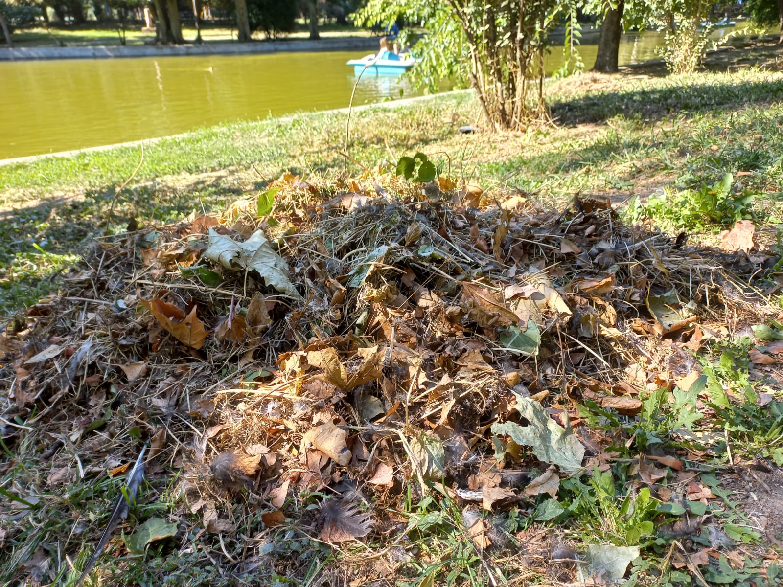 O clinică stomatologică a fost amendată cu 70.000 de lei după ce polițiștii locali au descoperit deșeuri medicale aruncate în Parcul Cișmigiu, transmite agenția Agerpres