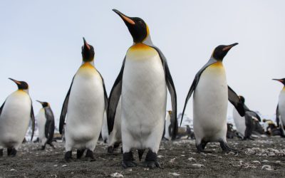 Pinguinii Imperiali, în pragul extincției: Specia intră pe lista roșie