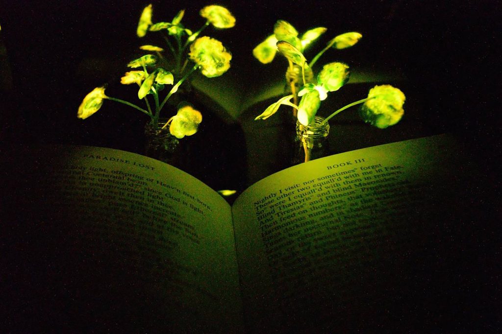 Plantele care strălucesc: Noua tehnologie chineză care ar putea schimba iluminatul urban O companie chineză de biotehnologie a dezvoltat plante modificate genetic capabile să emită lumină, deschizând posibilitatea unor aplicații inovatoare în iluminatul urban și amenajarea spațiilor publice