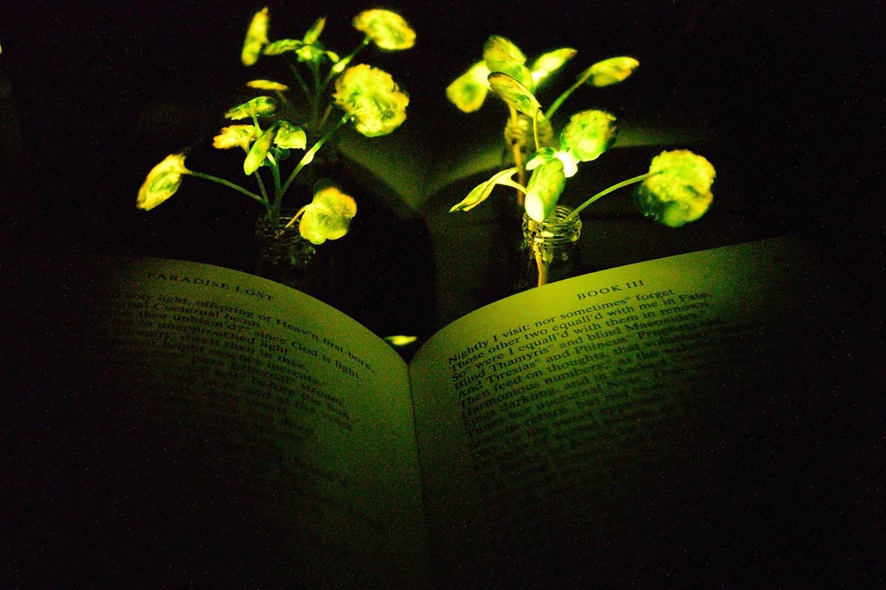 Plantele care strălucesc: Noua tehnologie chineză care ar putea schimba iluminatul urban O companie chineză de biotehnologie a dezvoltat plante modificate genetic capabile să emită lumină, deschizând posibilitatea unor aplicații inovatoare în iluminatul urban și amenajarea spațiilor publice
