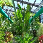 Program de Paște la Serele Exotice din Parcul Drumul Taberei în București