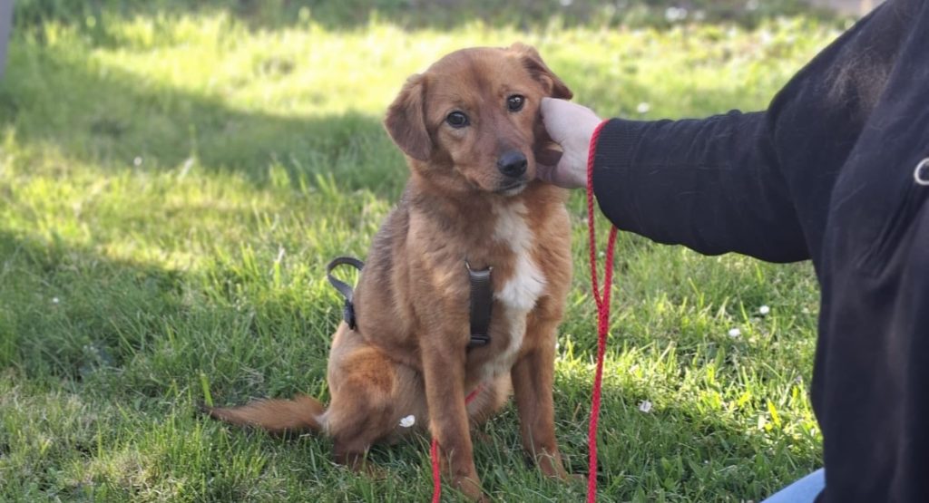 Ilfov: Sterilizări GRATUITE pentru câini cu stăpân. Unde se fac campaniile