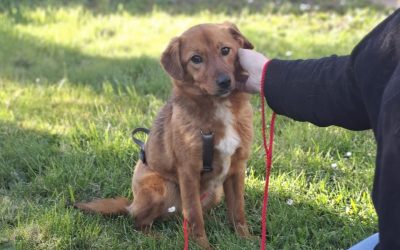 Ilfov: Sterilizări GRATUITE pentru câini cu stăpân. Unde se fac campaniile