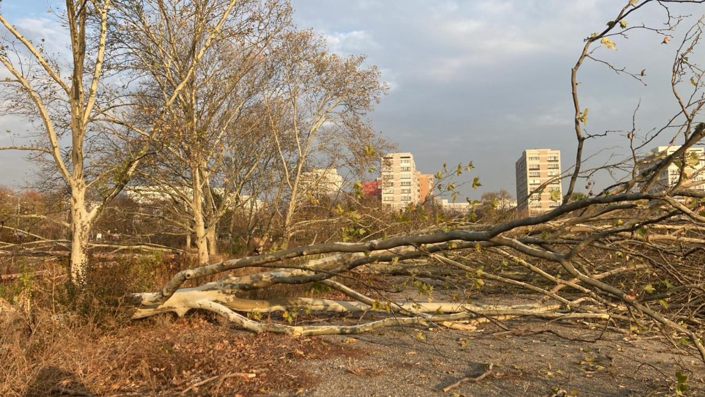 București: Diana Buzoianu lovește tăierile ilegale de arbori din orașe