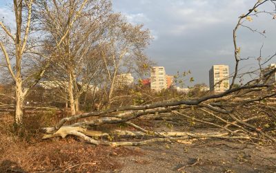 București: Diana Buzoianu lovește tăierile ilegale de arbori din orașe