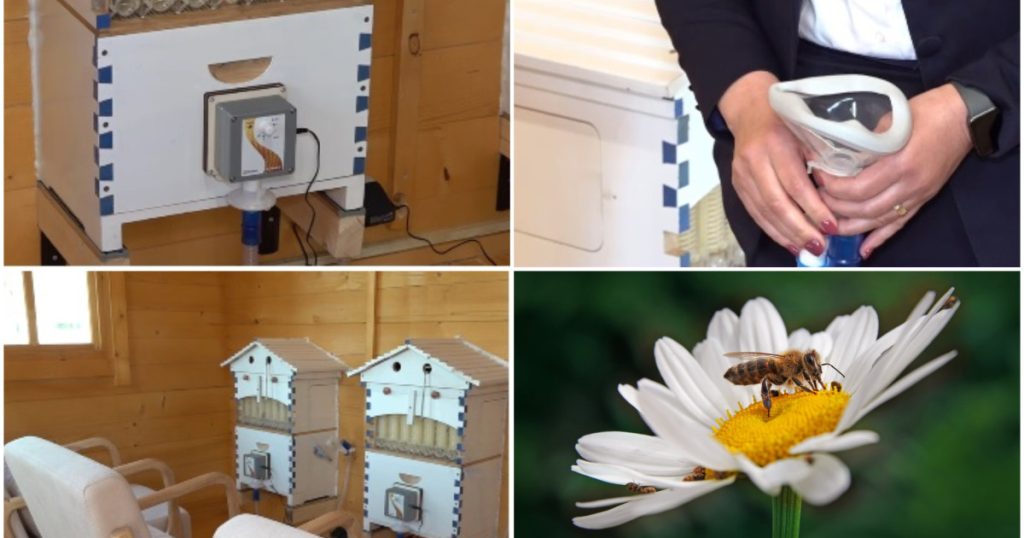 Apiterapie revoluționară: Aerul din stup vindecă. Unde poți încerca în România
