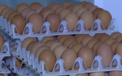 Ouă cu Salmonella retrase în Ajun: 1,5 milioane de bucăți contaminate