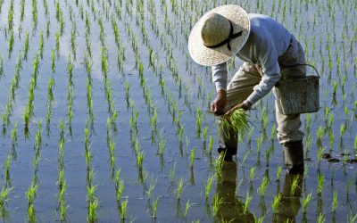 Lipsa combustibilului, efect direct al războiului din Iran: Asia, sub amenințarea foametei, în plin sezon de orez