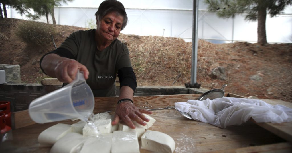 Halloumi sub asediu: Epidemie fatală în Cipru, salvarea e la turci