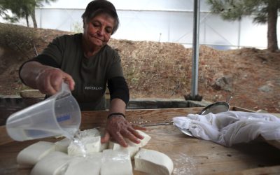 Halloumi sub asediu: Epidemie fatală în Cipru, salvarea e la turci