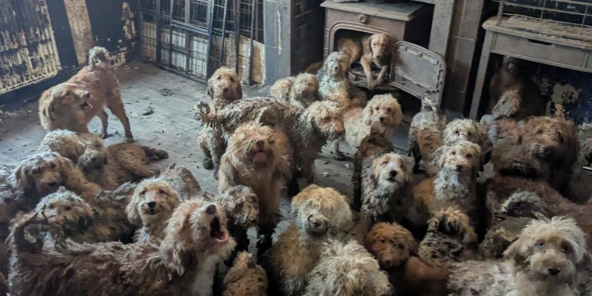 Această poză NU e AI: Peste 250 de câini, găsiți într-o proprietate din Marea Britanie