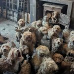 Această poză NU e AI: Peste 250 de câini, găsiți într-o proprietate din Marea Britanie