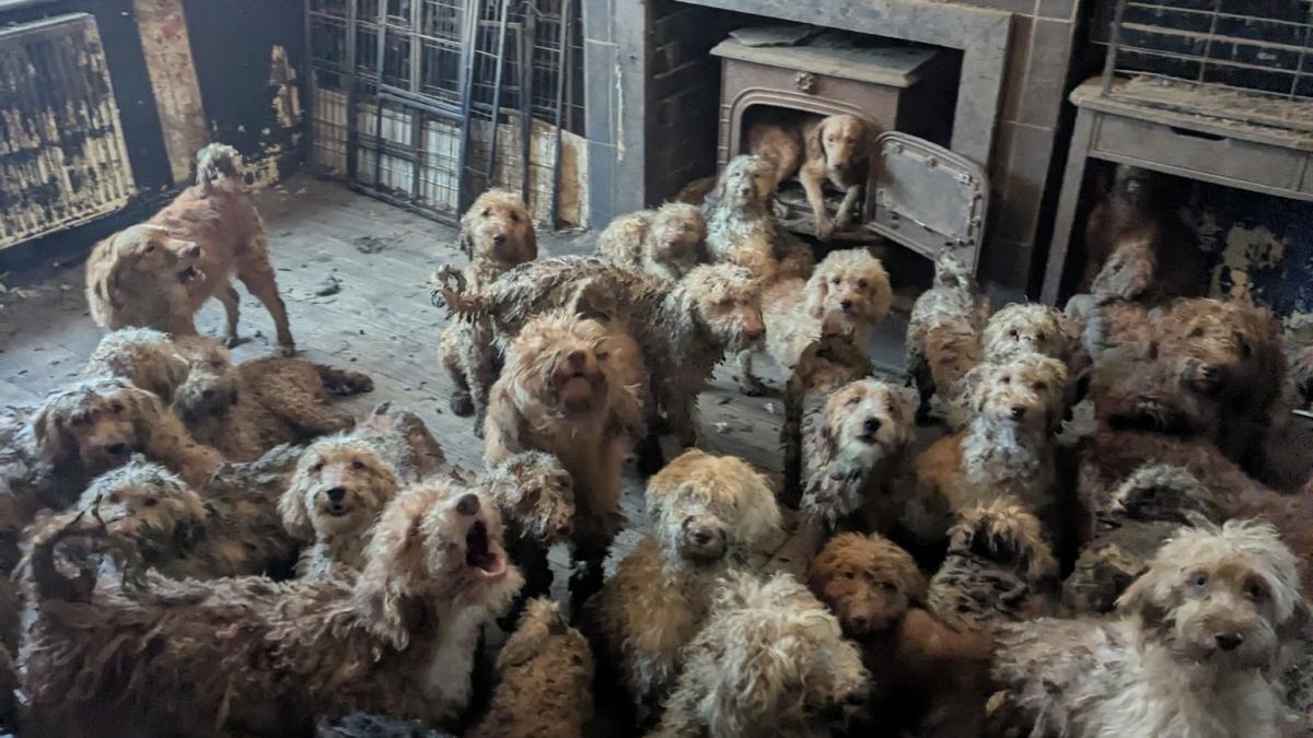 Peste 250 de câini au fost salvați de autorități dintr-o proprietate din Marea Britanie, mulți dintre ei aflându-se într-o stare de sănătate precară