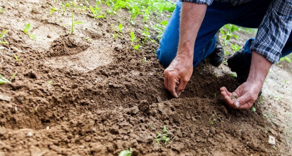 Criza Îngrășămintelor și Războiul din Orientul Mijlociu: Fermierii Europeni, în Fața Unei Provocări Majore BRUXELLES – Reprezentanții sectorului agricol european se vor reuni la BRUXELLES, pe 13 aprilie, cu oficiali ai Comisiei Europene, pentru a discuta despre impactul creșterii accelerate a prețurilor la îngrășăminte asupra fermierilor