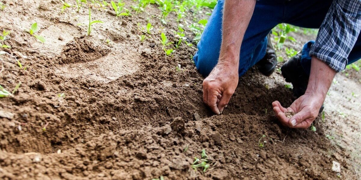 agricultura-fermier-teren-agricol-recolta-foto-pexels-binyamin-mellish-e1669273801286.jpg - JurnalUrban
