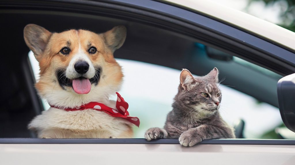 Amenzi GRELE pentru șoferii din România: Câinele pe scaunul din față, COSTĂ!