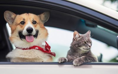 Amenzi GRELE pentru șoferii din România: Câinele pe scaunul din față, COSTĂ!