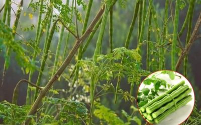 Soluții naturale vs. Chimice: Alternativa sănătoasă salvează România