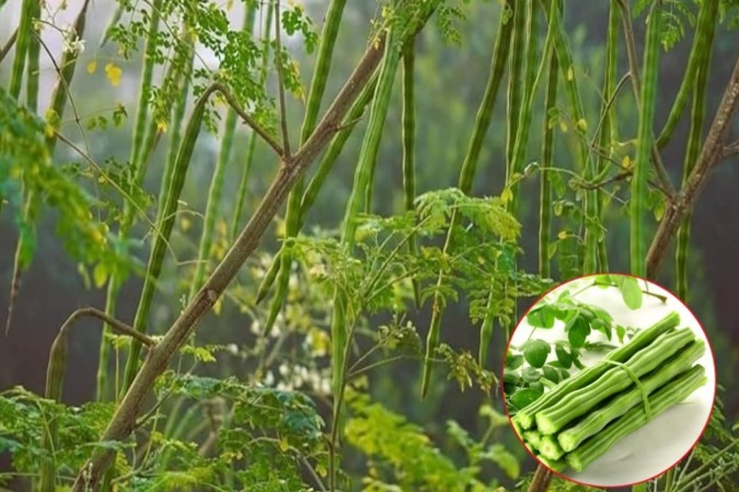 Soluții naturale vs. Chimice: Alternativa sănătoasă salvează România