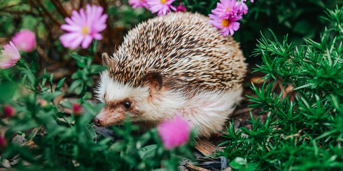 De ce aricii sunt mai PREȚUIȚI decât crezi: Rolul lor vital