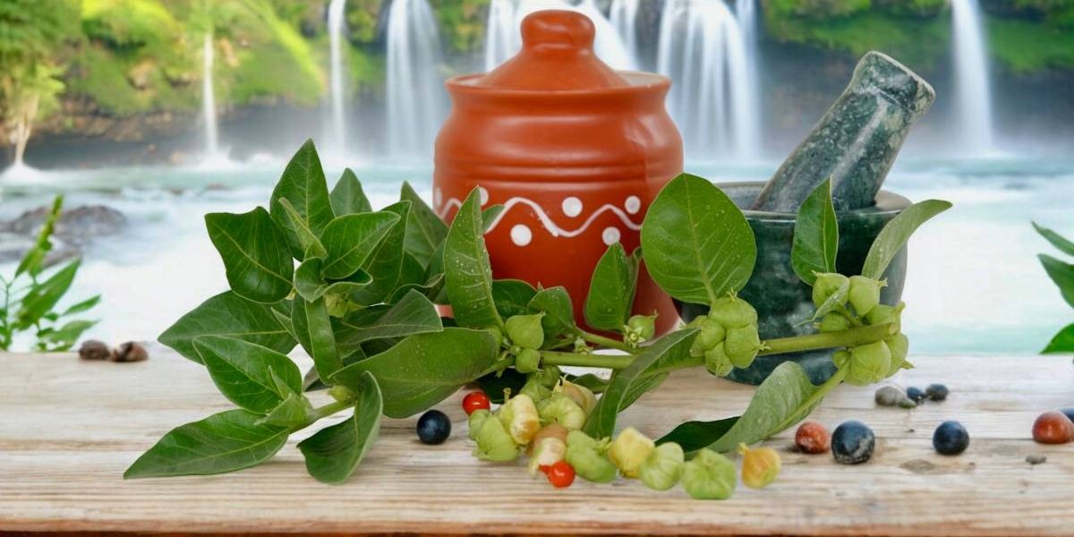 ashwagandha.jpg - JurnalUrban
