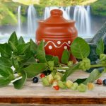 ashwagandha.jpg - JurnalUrban