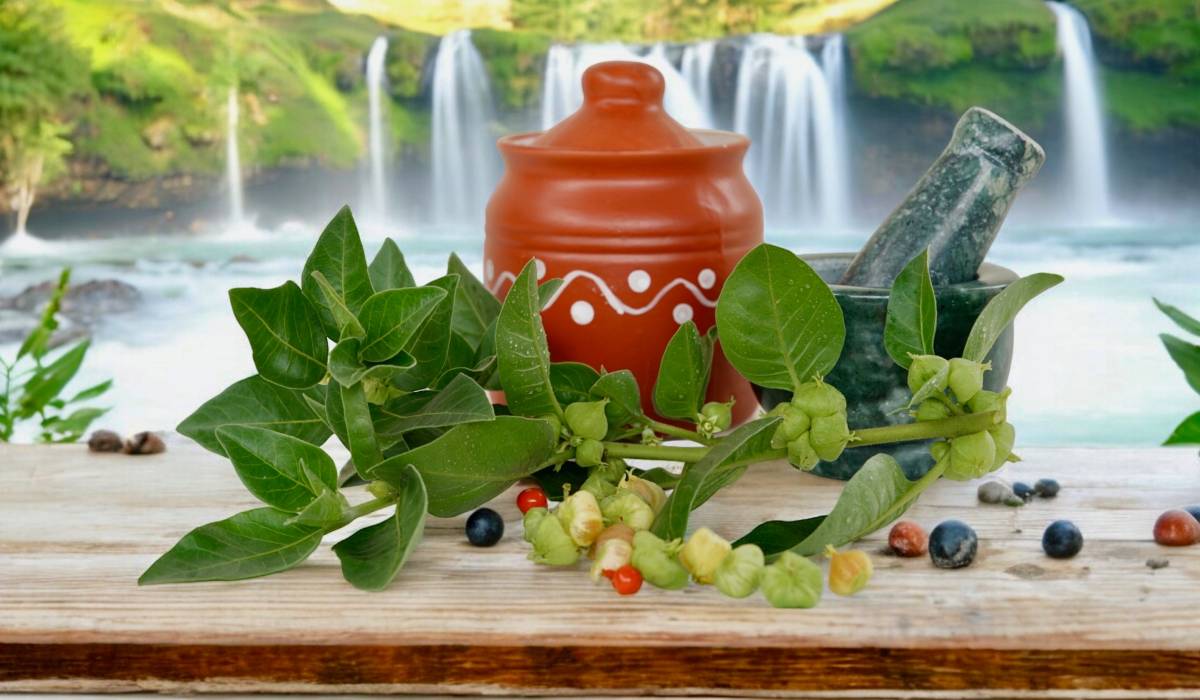 Ashwagandha, planta-minune din Ayurveda, promite o viață mai liniștită Bucuria unei vieți lipsite de griji ar putea fi mai aproape decât credeți