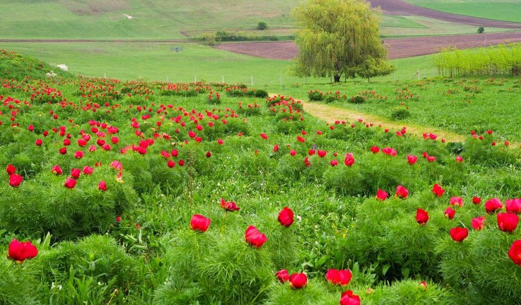 Bujorii de la Zau de Câmpie: Festival unic în Europa, cu flori doar șapte zile