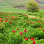 Bujorii de la Zau de Câmpie: Festival unic în Europa, cu flori doar șapte zile