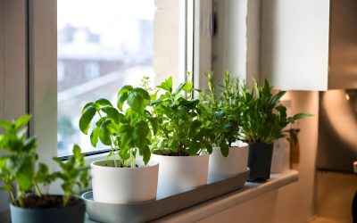 Plantele fermecate: Alungă energiile negative și atrag norocul în casă! Tradiții din România